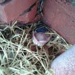 Sloth (USA-2) : Gum​-​Job Hum​-​Job Behind Rock Cocaine City!